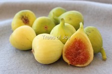 Fig tree cuttings "Sefrawi", A yellow hardy Syrian variety, Rare