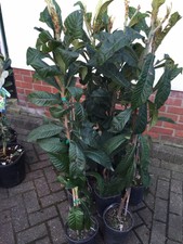 LOQUAT NISPERO  (Eriobotrya Japonica) Tree.