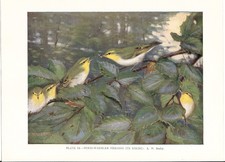 Wood Warbler Feeding It's Young - 1930s Bird Print by A.W. Seaby