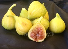 Fig tree cuttings "Sefrawi", A yellow hardy Syrian variety, Rare