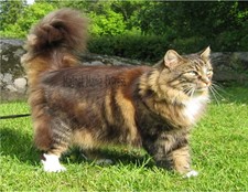 Metal Refrigerator Magnet Tan White Norwegian Forest Cat Walking In Grass Cats