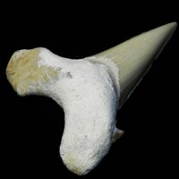 6,10 cm Großer Fossiler Haizahn ca. 50 Millionen Jahre alt - S4836