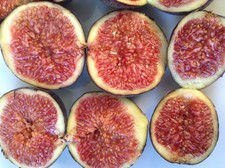 10 Fig Cuttings Mixed - Best Fig Varieties from Malta - See Photos