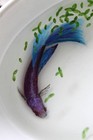 resin painting - betta fish - blue and purple - Realistic 3D art