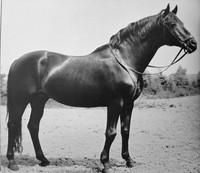 1959 * Trakehner in Rantzau * Fotos Hengste Stuten * historische Aufnahmen