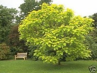 GOLD TROMPETENBAUM - CATALPA BIGNONIOIDES AUREA  AB 150 - 350 CM !!