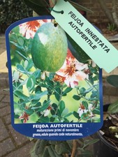 FEJOIA Acca Sellowiana Pineapple Guava