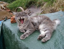 Metal Refrigerator Magnet Gray Yawning Norwegian Forest Cat Cats
