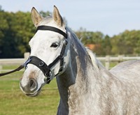 BUSSE Kappzaum NYLON PRO zum longieren schwarz / Edelstahl WB  Longierhalfter