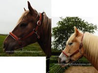 101934 Halfter Lederstallhalfter Lederhalfter Stallhalfter Größe VB und WB