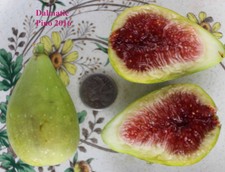 9 Fig Tree Cuttings you choose 3 varieties