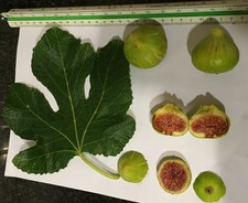 3 Cuttings GUARANTEED to GROW! Bordissot Blanca FIG TREE IN MALLORCA sweet taste