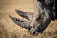 Rhino Rhinoceros Wildlife Poster 24x36 Hi Res