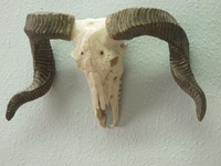 Widderkopf natur/silber Wanddeko Wandschmuck  Widder Schädel Geweih Hörner