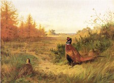 Watched From Afar Vintage 1981 Pheasants Bird Print Archibald Thorburn