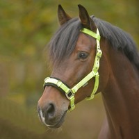 Kappzaum Economic von Waldhausen 8094 Nylon, gelb, Pony, VB, WB Supersonderpreis