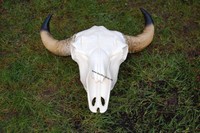 Bullenschädel Deko Kuhkopf Stier Bulle Schädel Kopf Skull Wanddeko  63 x 67 cm  