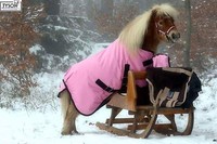 Regendecke ROSA Klett Tysons 60 65 70 75 80 85 90 95 100 Falabella Mini Shetty 