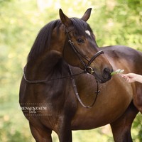 Trensenzaum -Bella- ohne Sperrriemen hochwertiges Leder - Trense - Farbauswahl