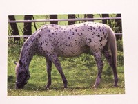 Pferde Postkarte - APPALOOSA - Volltiger - CZ Verlag Tiskarna Foto Najmanova