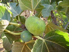 15 Heirloom Fig Tree Cuttings - Ficazzana Black, Malta Black, Fracazano Bianco