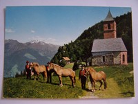 Pferde Postkarte - HAFLINGER & Mensch - Die bekannten Haflinger in Meran Motiv 1