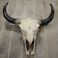 43cm Deko Bullenschädel Schädel Stierkopf Skulptur Geweih Bulle natur/schwarz