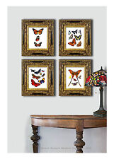 Pictures Of Butterflies | eBay