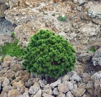 Zwerg Bergkiefer Benjamin 15-20cm - Pinus mugo