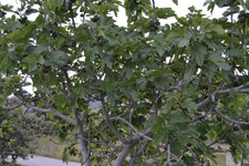3 x Tree cuttings white figs - PINGO DE MEL - From - PORTUGAL