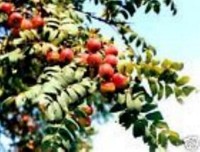 SPEIERLING BAUM - SORBUS DOMESTICA  AB 200 - 300 CM  !! RARITÄT !!