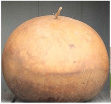 (5) Bushel Gourd Seed, Rare Lagenaria siceraria, Giant Gourd - Comb. S&H