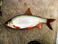 Gefrorene Köderfische Rotaugen Sandaal Hering Sprotte Top für Hecht Zander Aal 