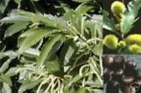 MARONE ESSKASTANIE BAUM - CASTANEA SATIVA AB 150 - 400 CM  ! RARITÄT !