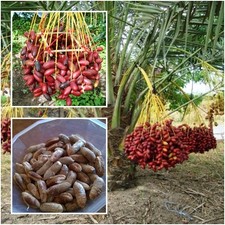 thai date palm