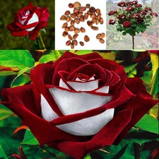 100pcs Rare Red & White Osiria Ruby Rose Flower Seeds Home Garden Plant Gift Bd