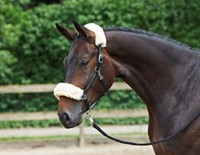 Halfter LAMMFELL, Leder, schwarz, Warmblut Lederhalfter Stallhalfter 
