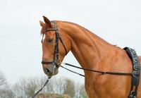 Ausbindezügel BASIC-STARR Ausbinder Lederausbinder