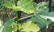 Fig tree "Jolly Tiger"-5 cuttings- NOT VARIEGATED