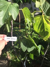 FIG TREE RARE GREEK '' LAITZANA '' PLANT