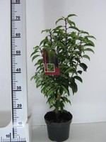 10 Lorbeerkirsche, Pflanzen, Höhe: 60-70 cm ab Topf , Prunus lusitanica, Hecke