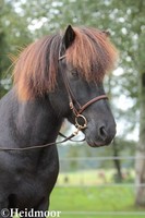 Brauner  Nasenriemen von Fakur mit braun Lack Isländer Islandpferdetrense