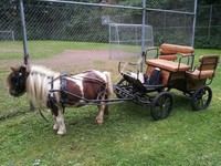 Ponykutsche Marathonwagen Wagonette Kutsche Pony Shetty