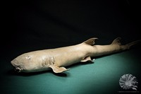 Hemiscylliidae + Bambushai + Präparate + Fisch + Hai + shark + fish