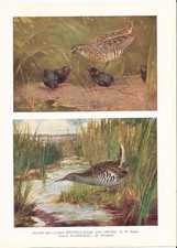 Spotted Crake With Chicks & Water-Rail - 1930s Bird Print by A.W. Seaby
