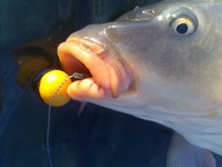 Karpfen Rigs,6 x Hair Rig Boilie Haken Vorfächer,Karpfen angeln, SUPERPREIS!!!!