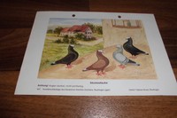 MOOKEETAUBE -- Musterbeschreibung // RASSEMERKMALE / GROBE FEHLER / C. Witzmann