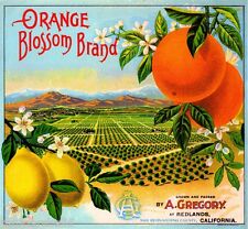 Babson Park Med-O-Lark Bird Orange Citrus Fruit Crate Label Art Print