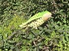 BH7845 HANSA Kakapo 33 Real Animal Plush Doll New | eBay