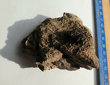 Chunk Of Predator Dinosaur Bone  6cm Morocco 